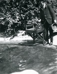 A Gentoo Penguin dives after fish that the keeper has just thrown into its pool, London Zoo, June 1914 by Frederick William Bond